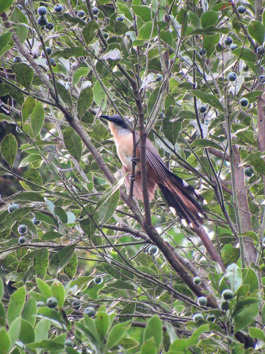 Галапагосская пиайя - ML646840630