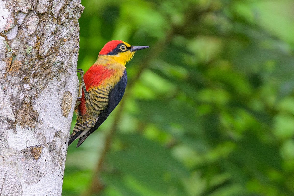 datel zlatohrdlý - ML646840631