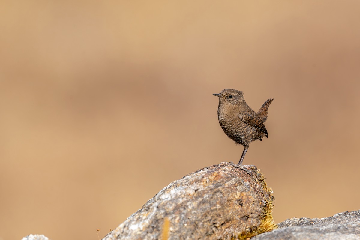 Eurasian Wren - ML646840634