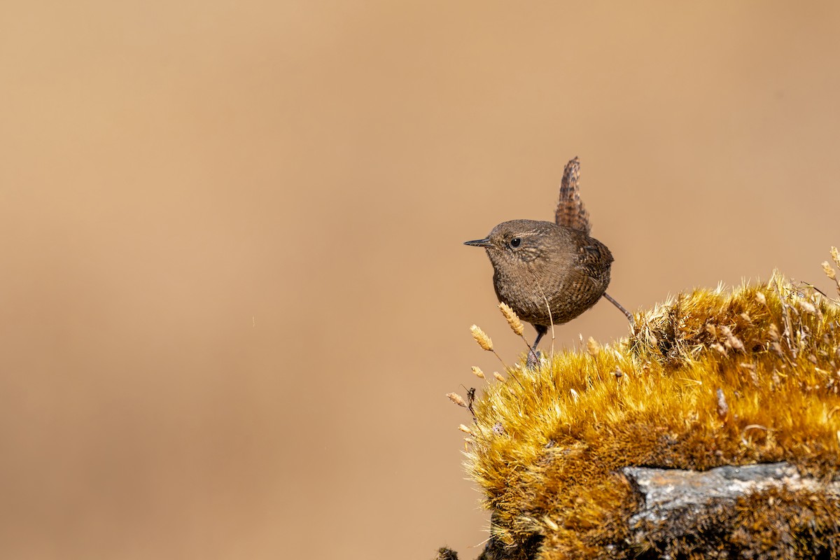 Eurasian Wren - ML646840635