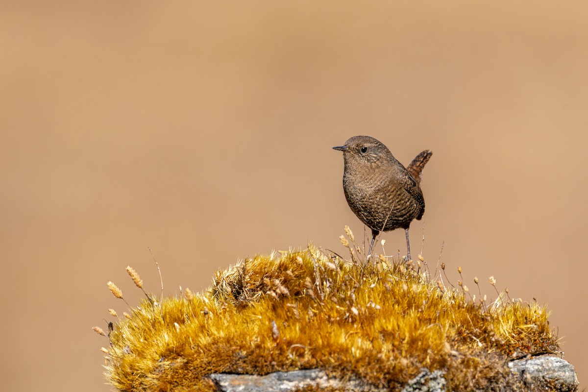 Eurasian Wren - ML646840636