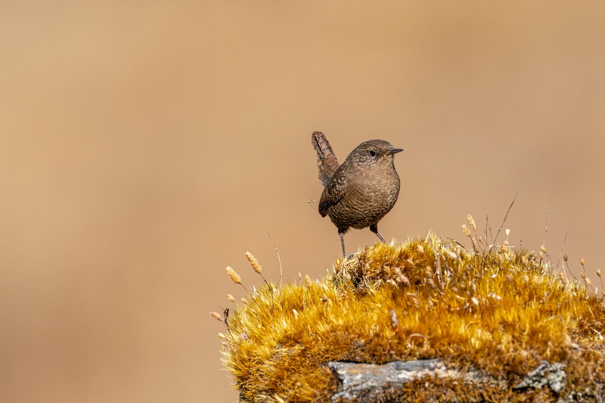Eurasian Wren - ML646840637