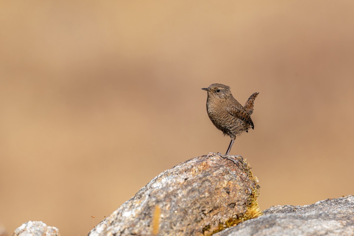 Eurasian Wren - ML646840638
