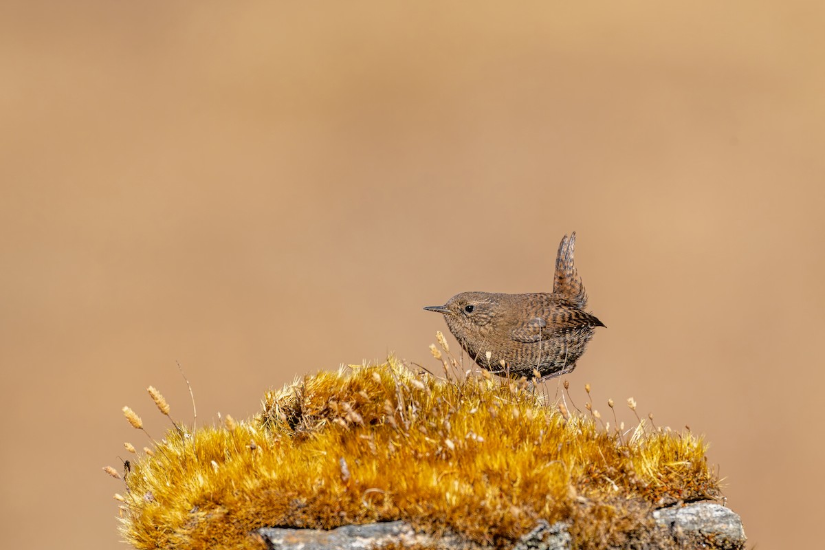 Eurasian Wren - ML646840639