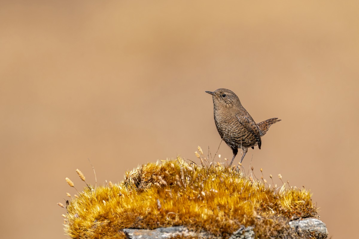 Eurasian Wren - ML646840640