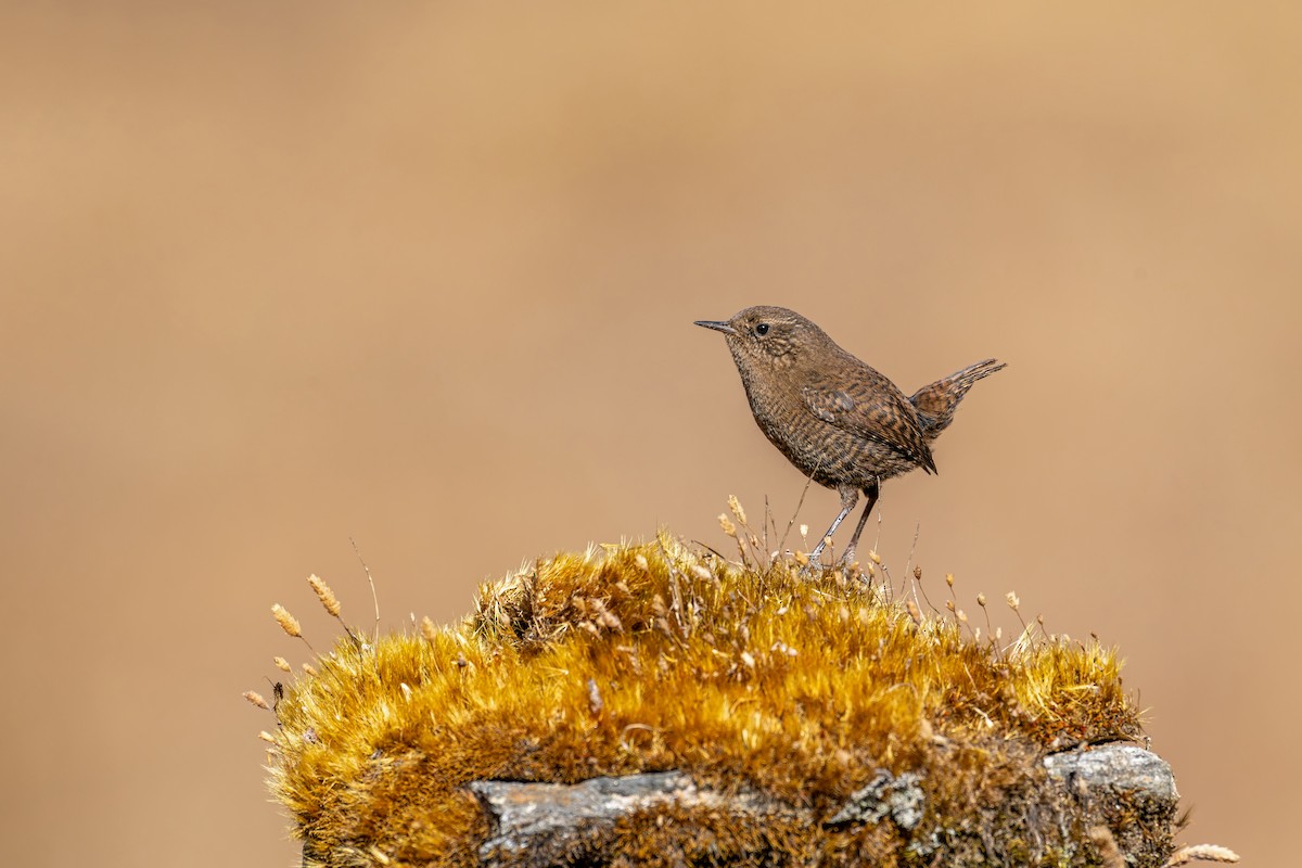Eurasian Wren - ML646840641