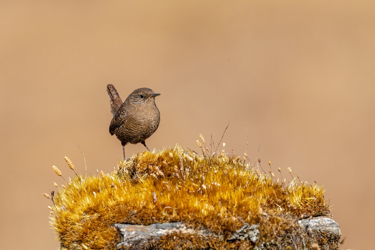 Eurasian Wren - ML646840642
