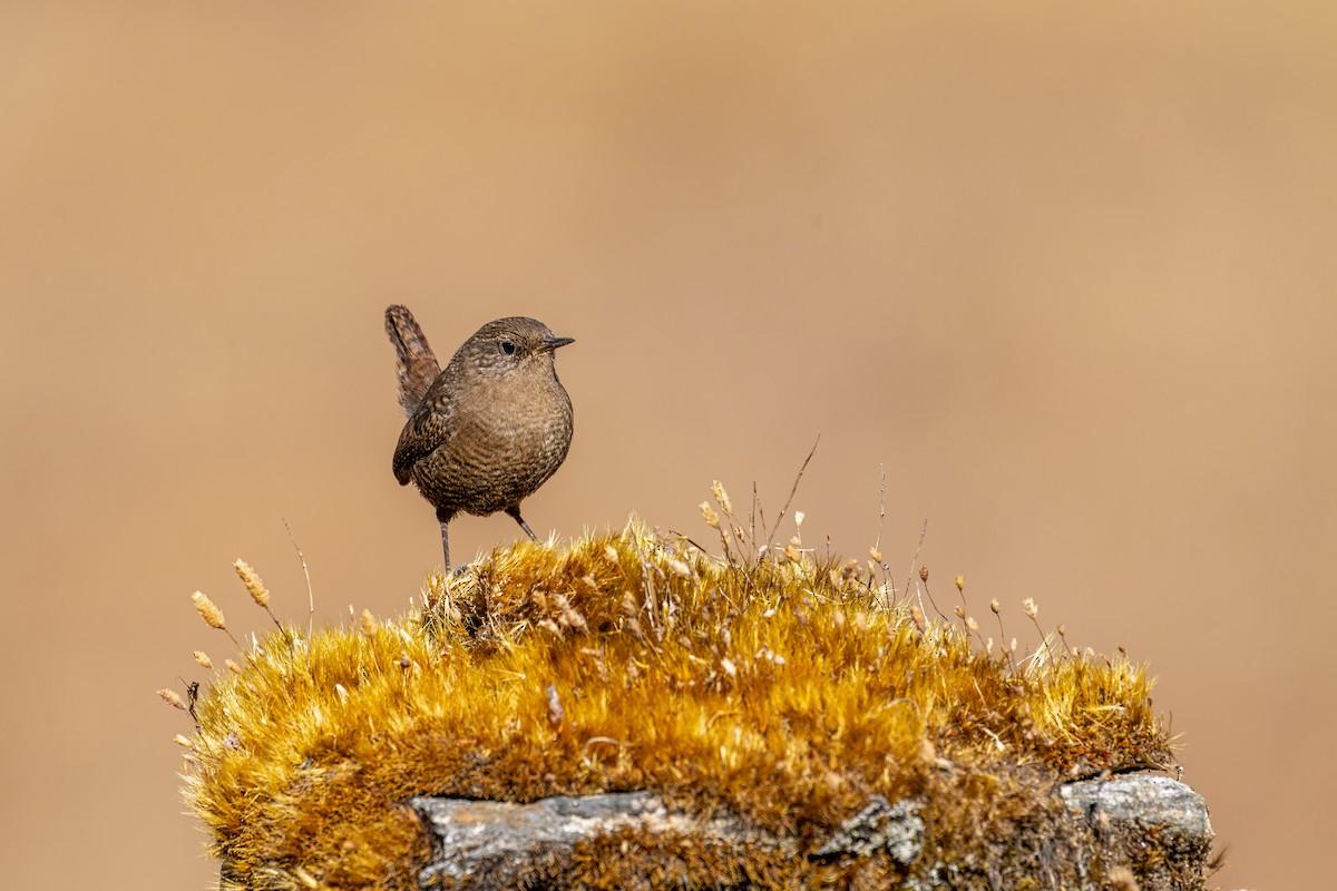 Eurasian Wren - ML646840643