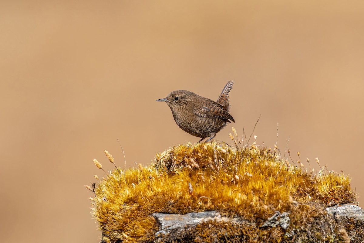 Eurasian Wren - ML646840644