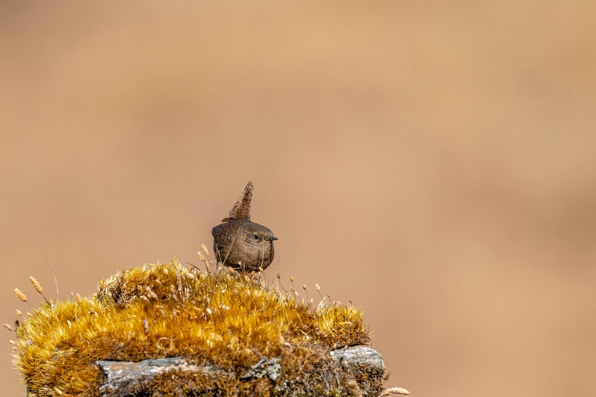 Eurasian Wren - ML646840645
