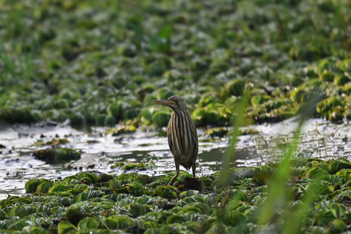 Sarı Küçük Balaban - ML646840646