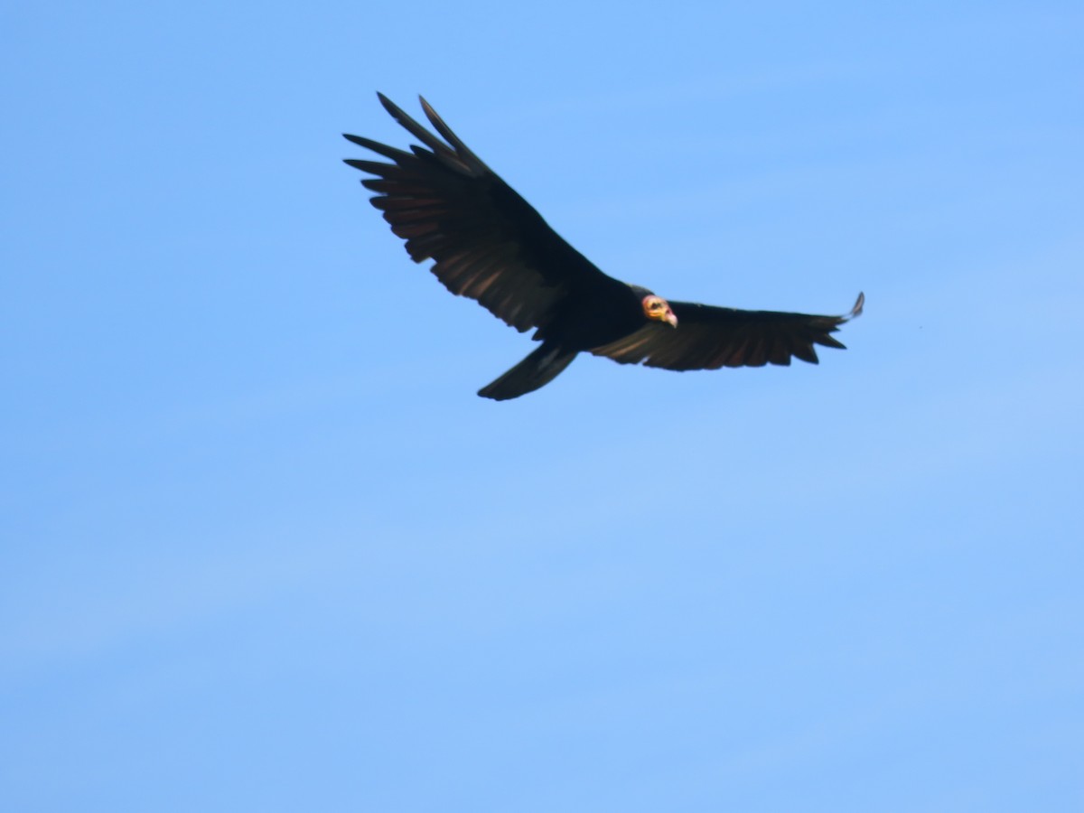 Lesser Yellow-headed Vulture - ML646840647