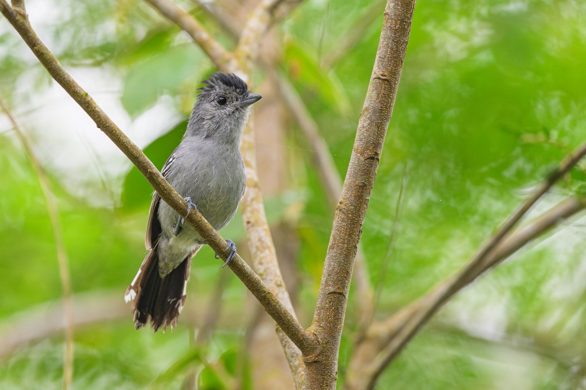 Variable Antshrike - ML646840648