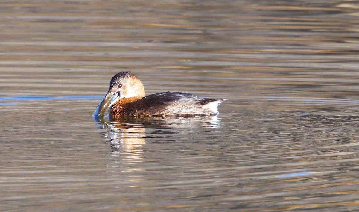 Pied-billed Grebe - ML646840649