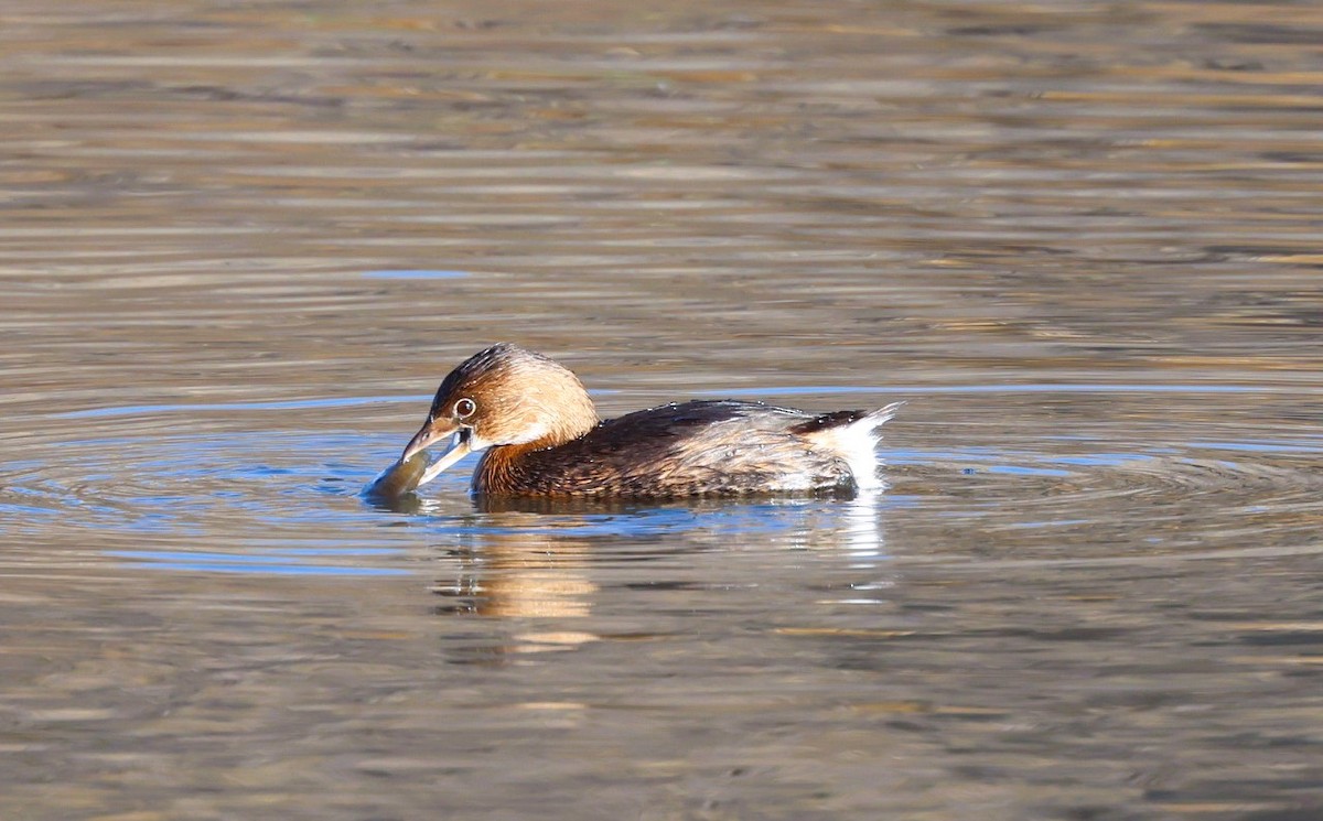 Pied-billed Grebe - ML646840650