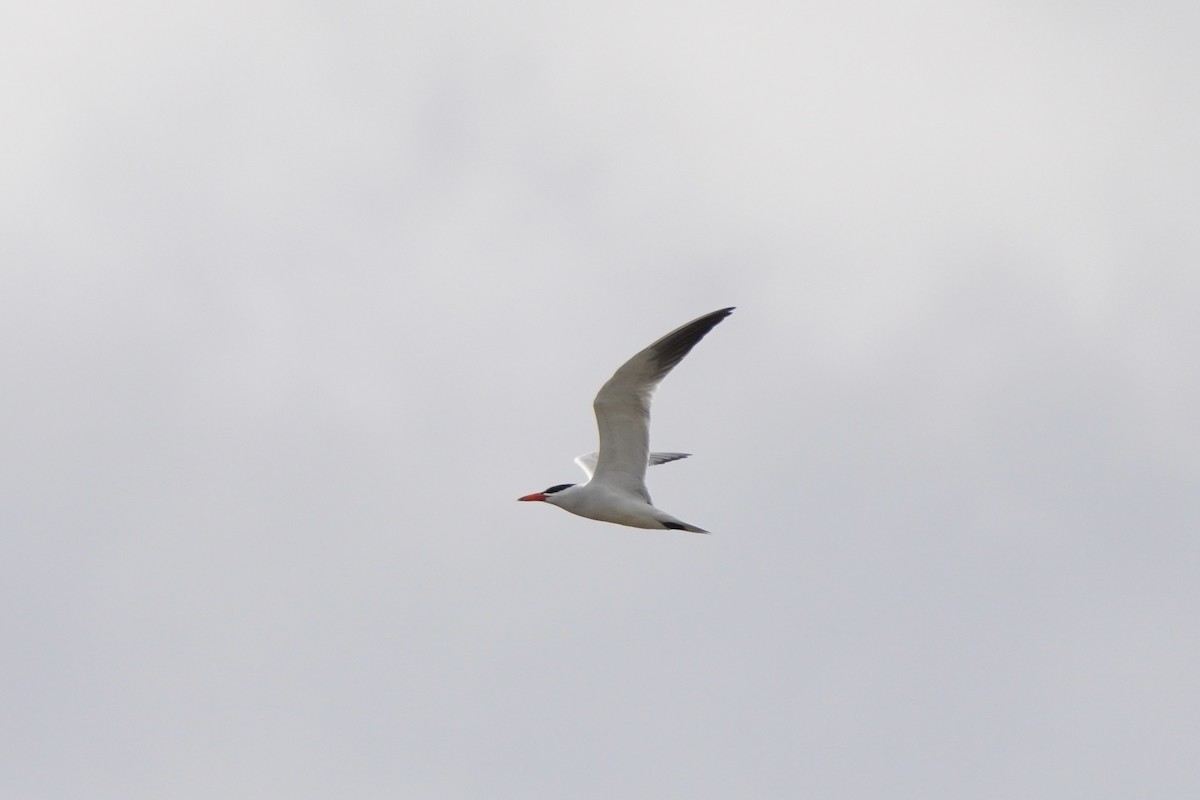 Caspian Tern - ML646840651
