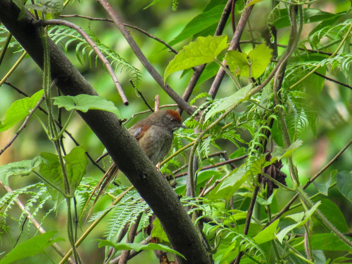 Spix's Spinetail - ML646840652