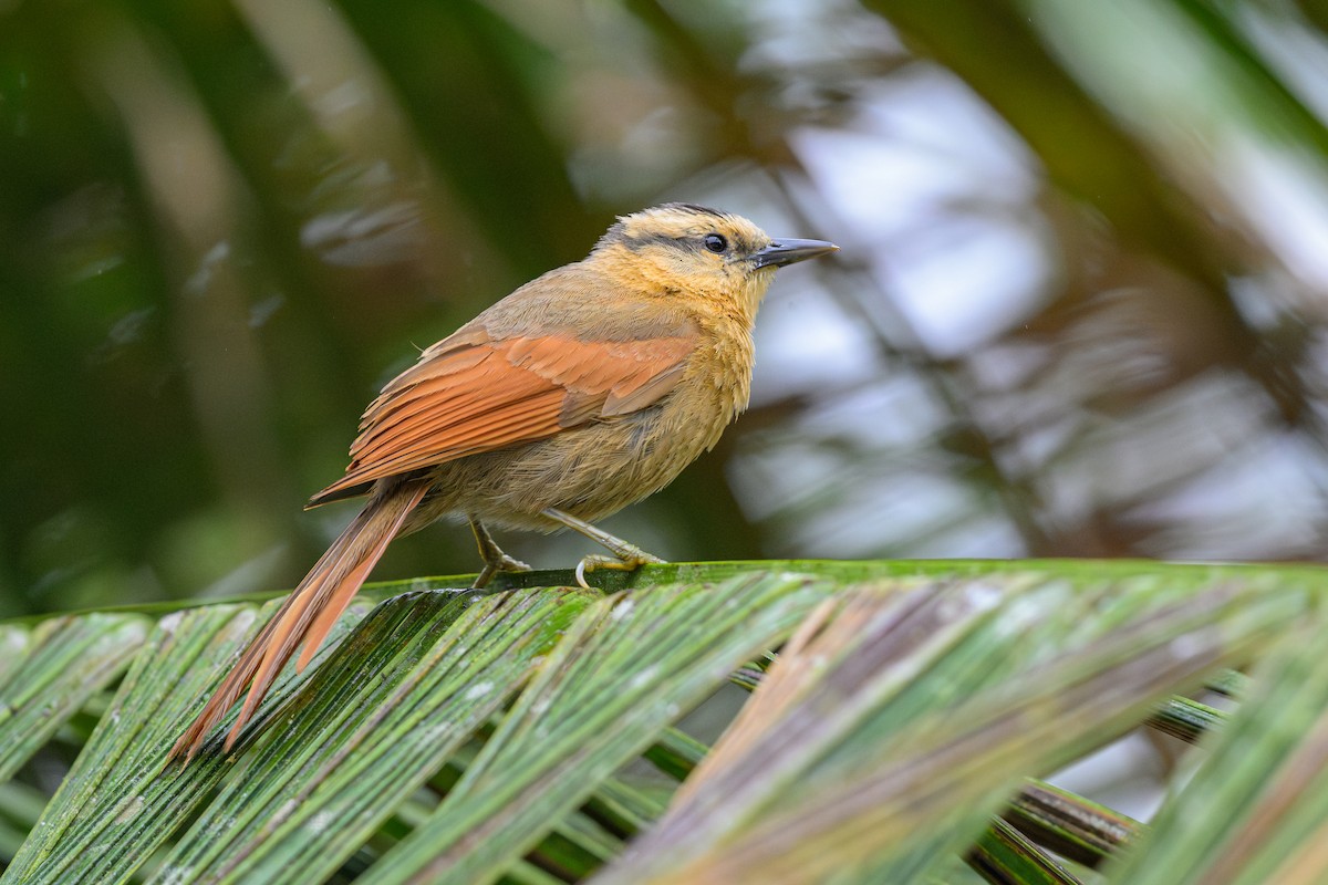 Buff-fronted Foliage-gleaner - ML646840653