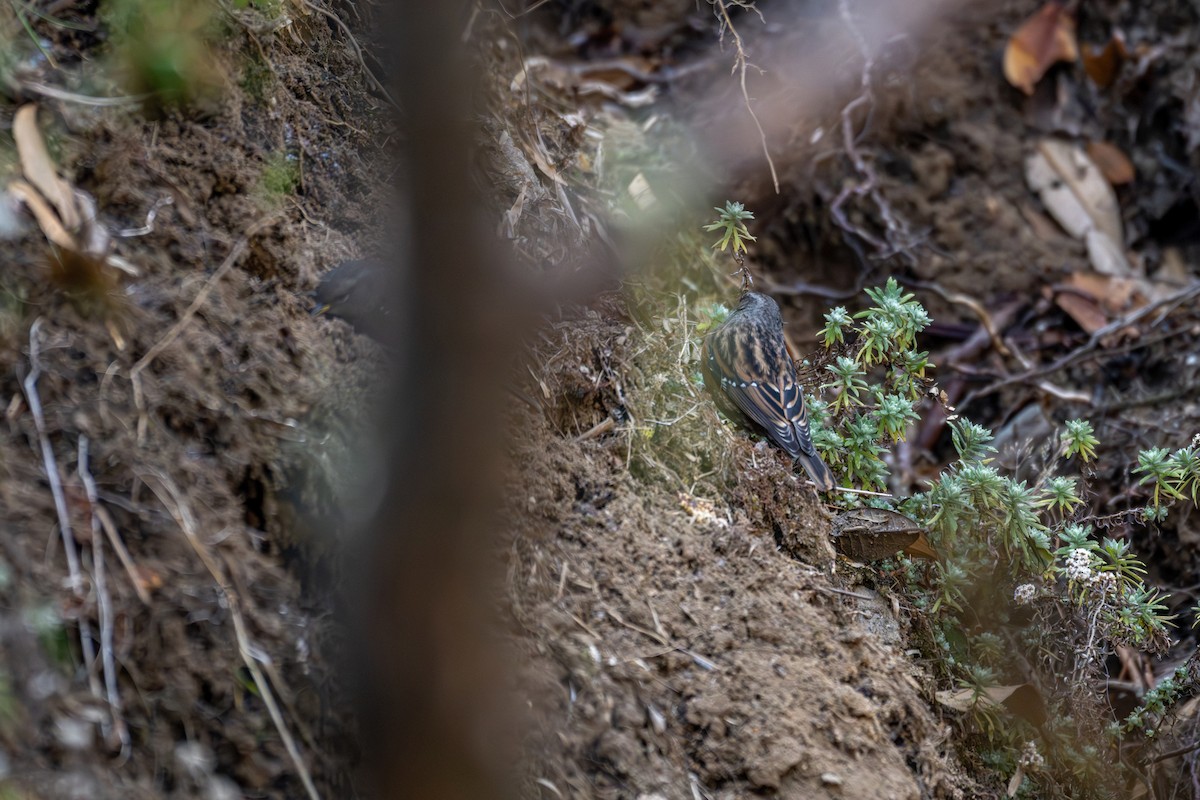 Alpine Accentor - ML646840655