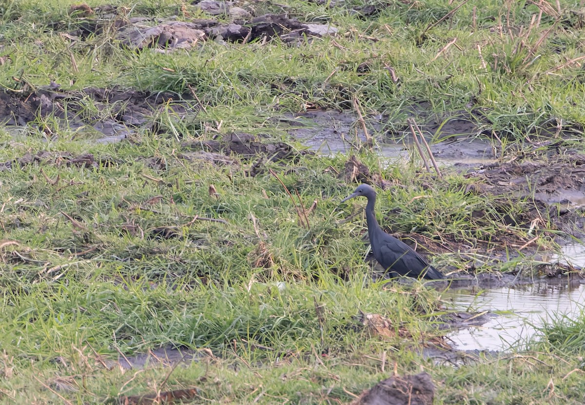 Slaty Egret - ML646840656