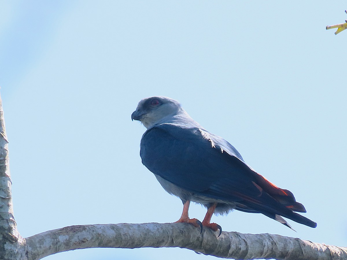 Plumbeous Kite - ML646840657