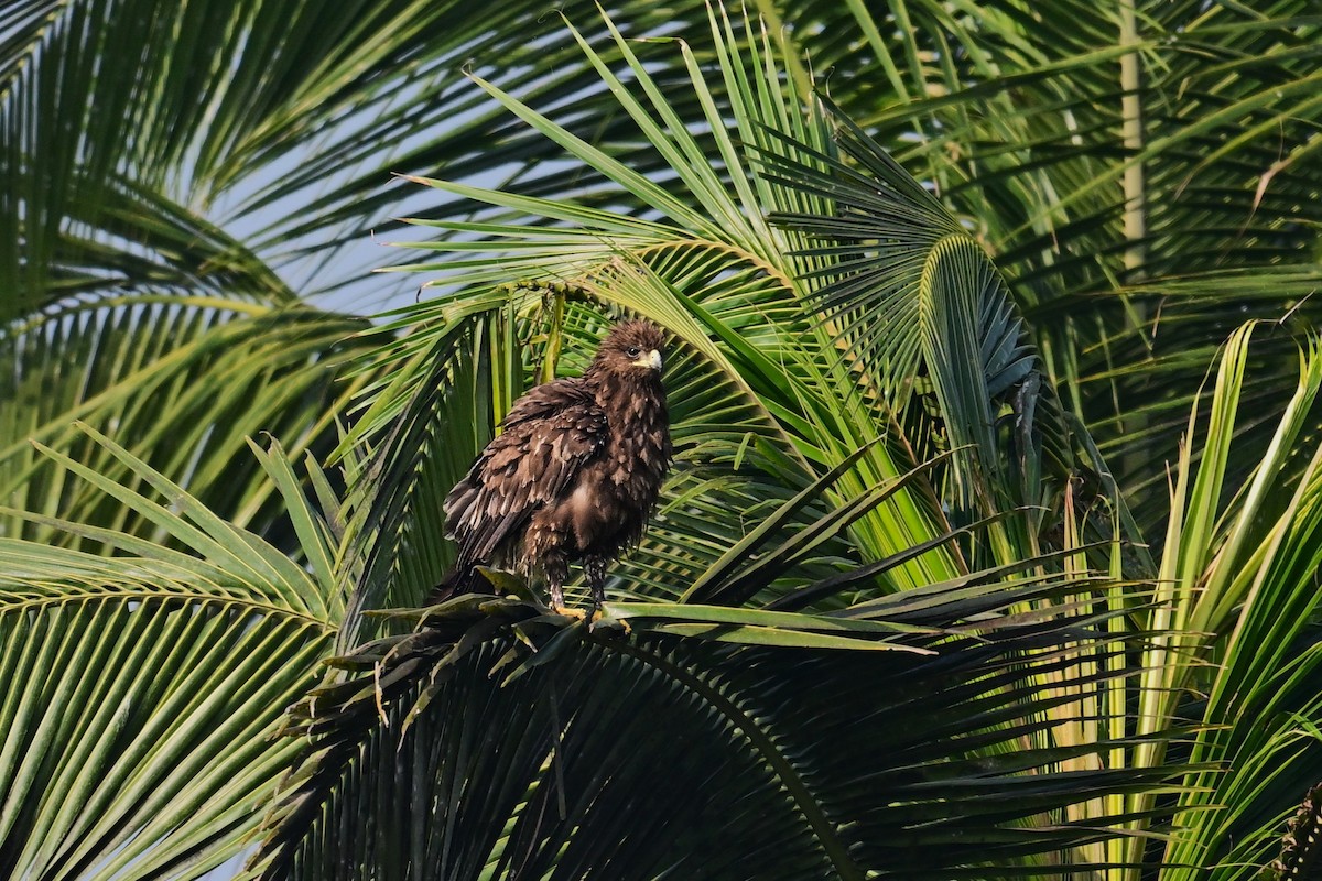 Büyük Orman Kartalı - ML646840658