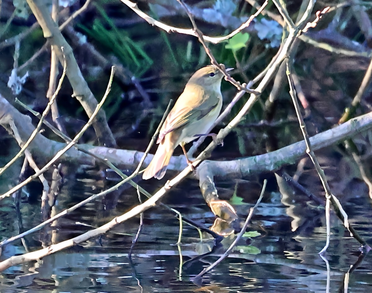 Common Chiffchaff - ML646840662