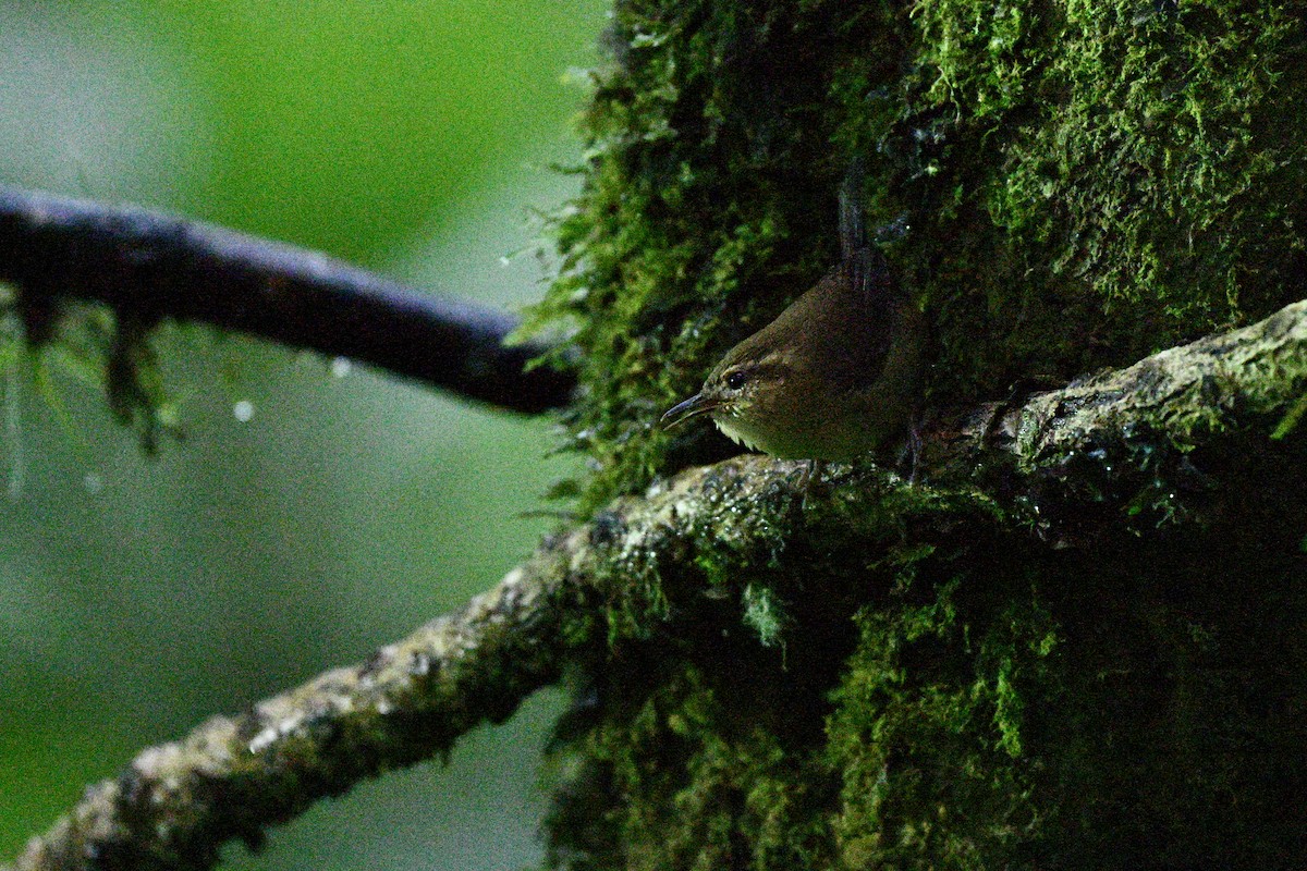 Troglodyte montagnard - ML646840666