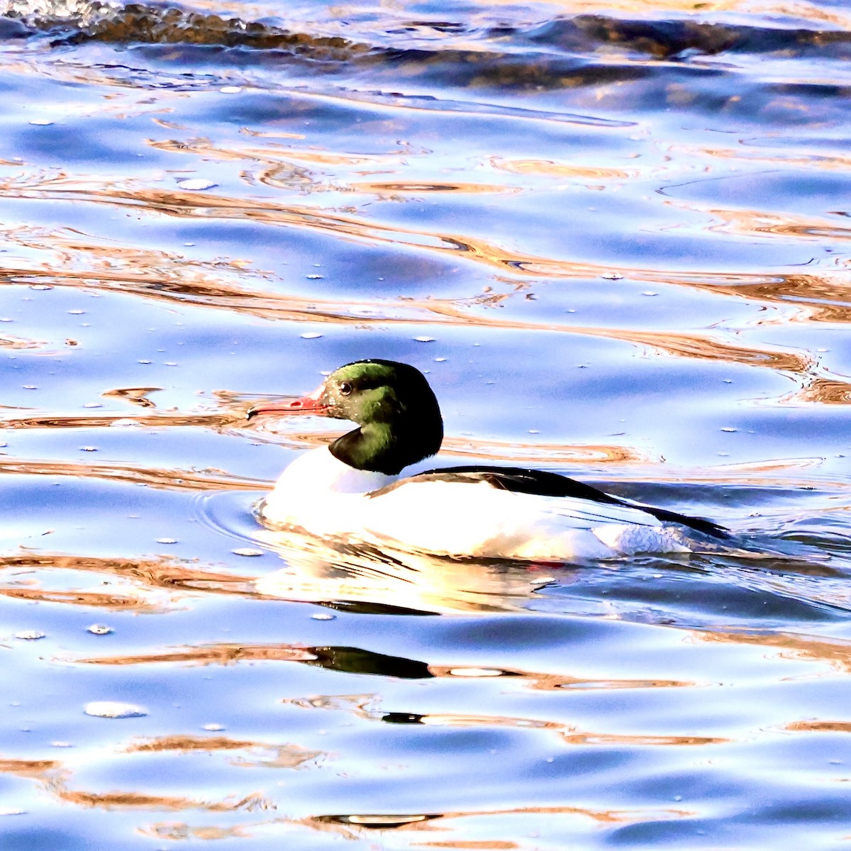 Common Merganser - ML646840669