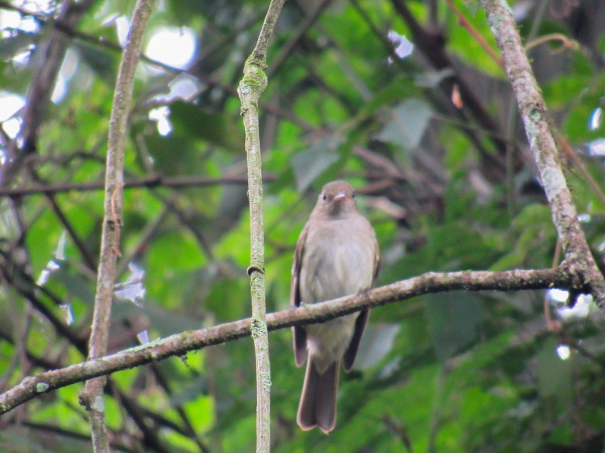 Élénie à bec court - ML646840670