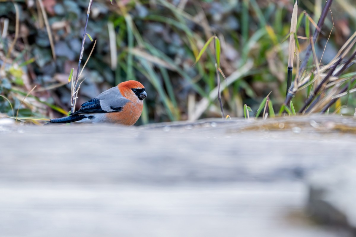 Red-headed Bullfinch - ML646840671