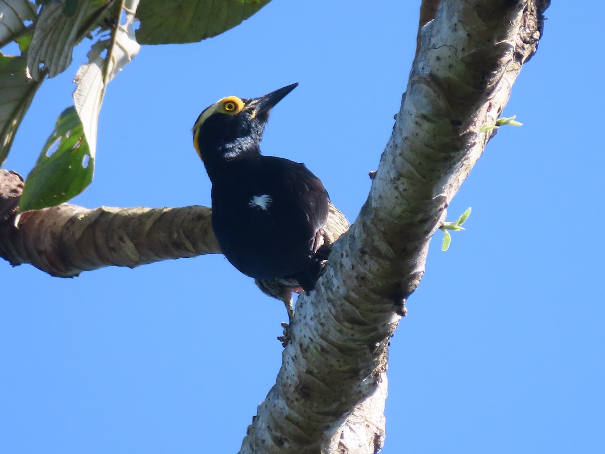 Yellow-tufted Woodpecker - ML646840672