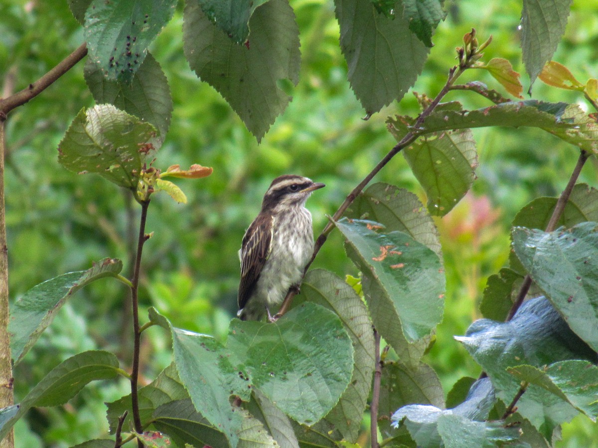 Variegated Flycatcher - ML646840673