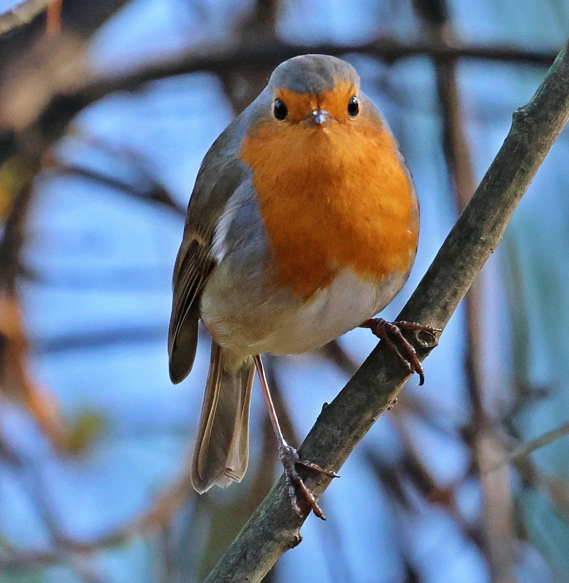 European Robin - ML646840674