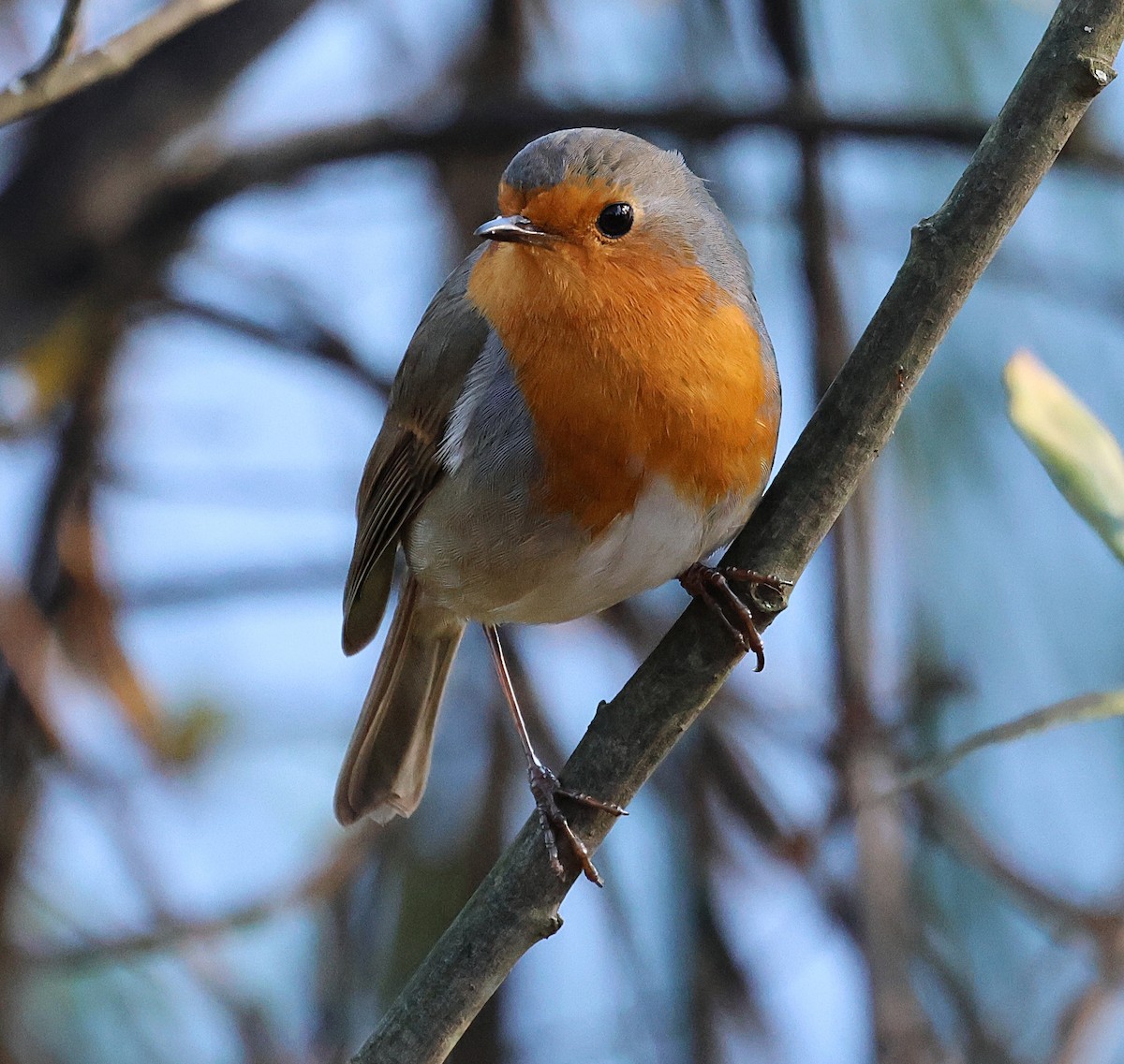 European Robin - ML646840675