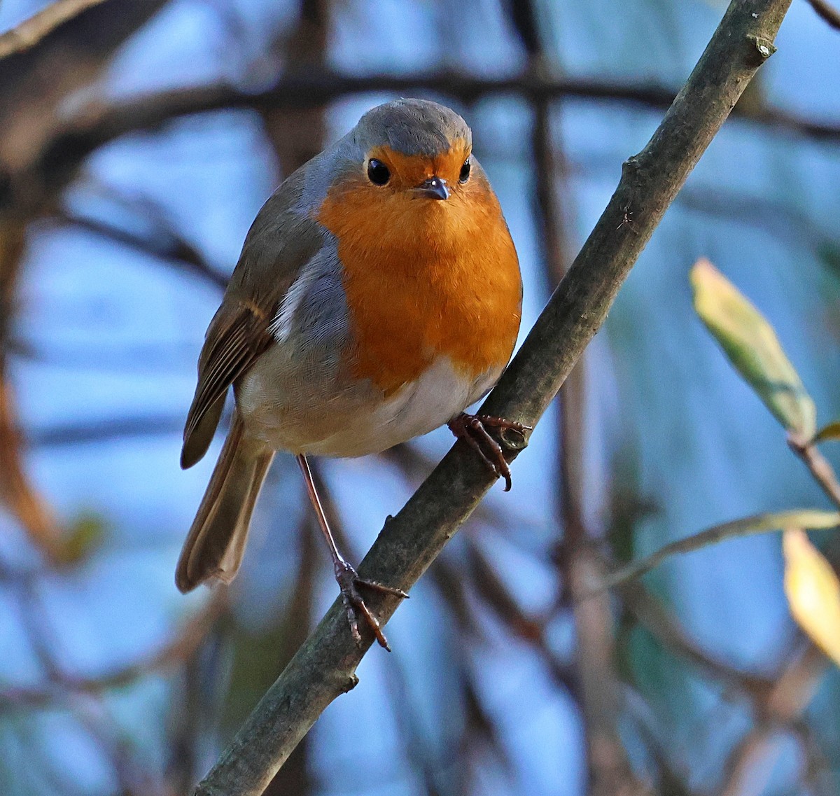 European Robin - ML646840676