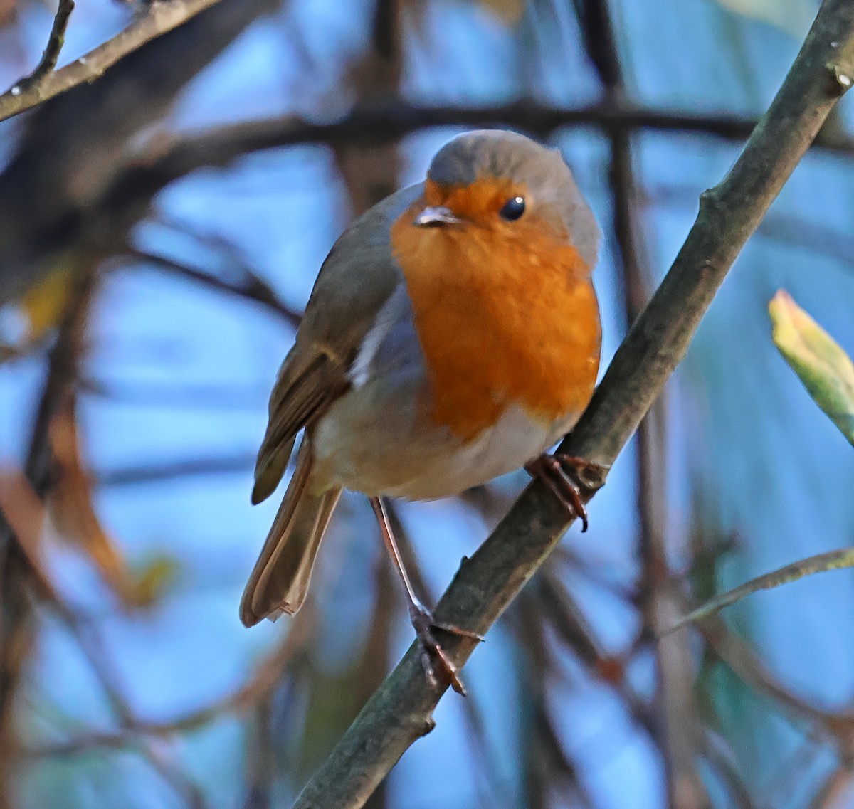 European Robin - ML646840677