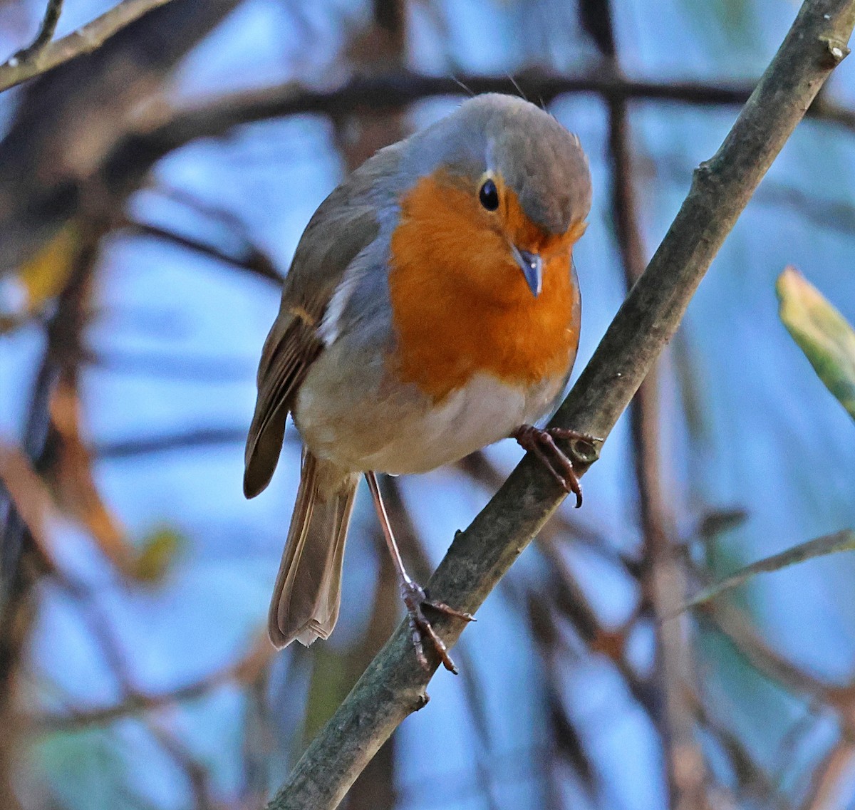 European Robin - ML646840678
