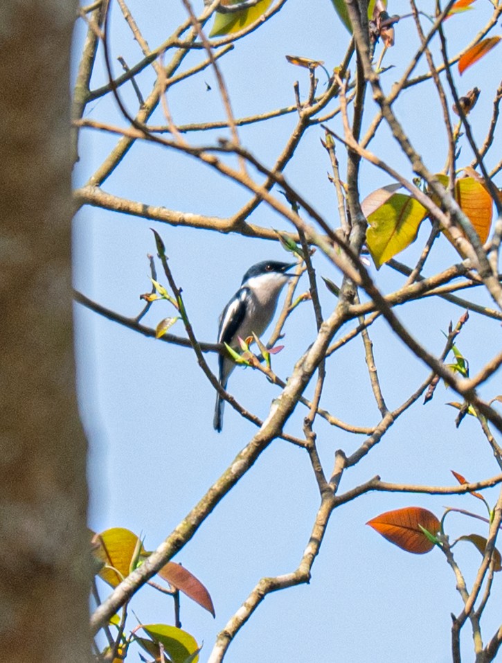 Личинколюб білокрилий - ML646840679