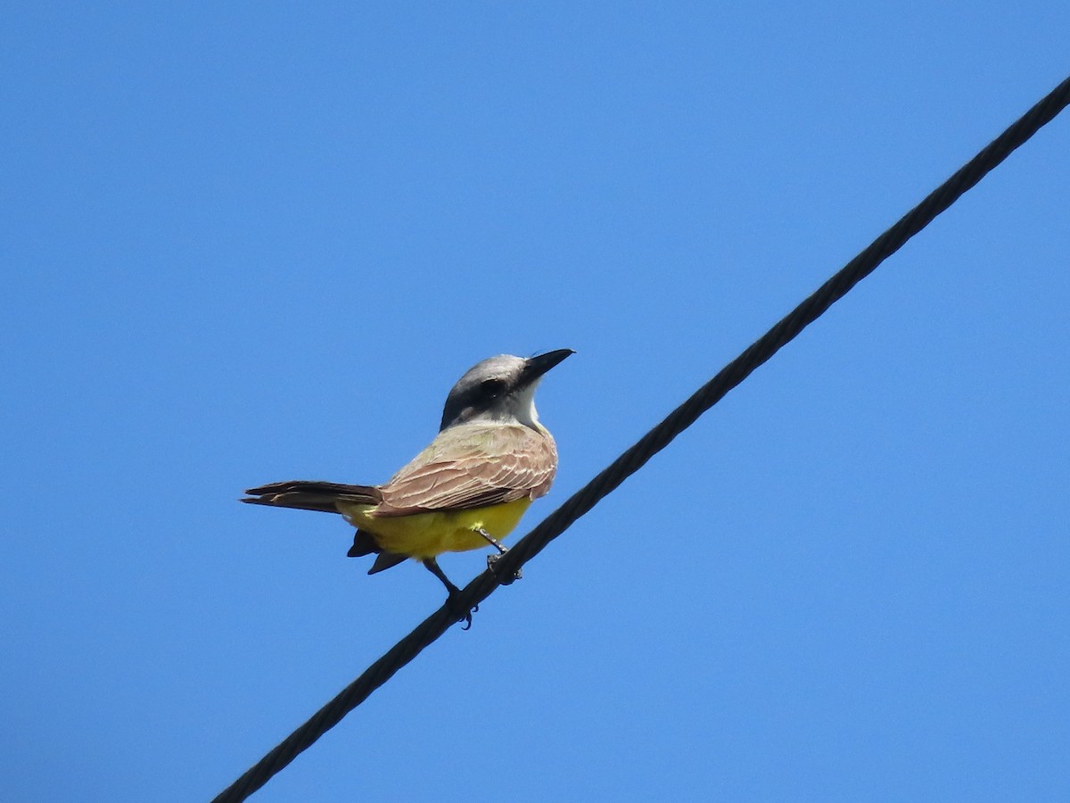 Tropical Kingbird - ML646840684