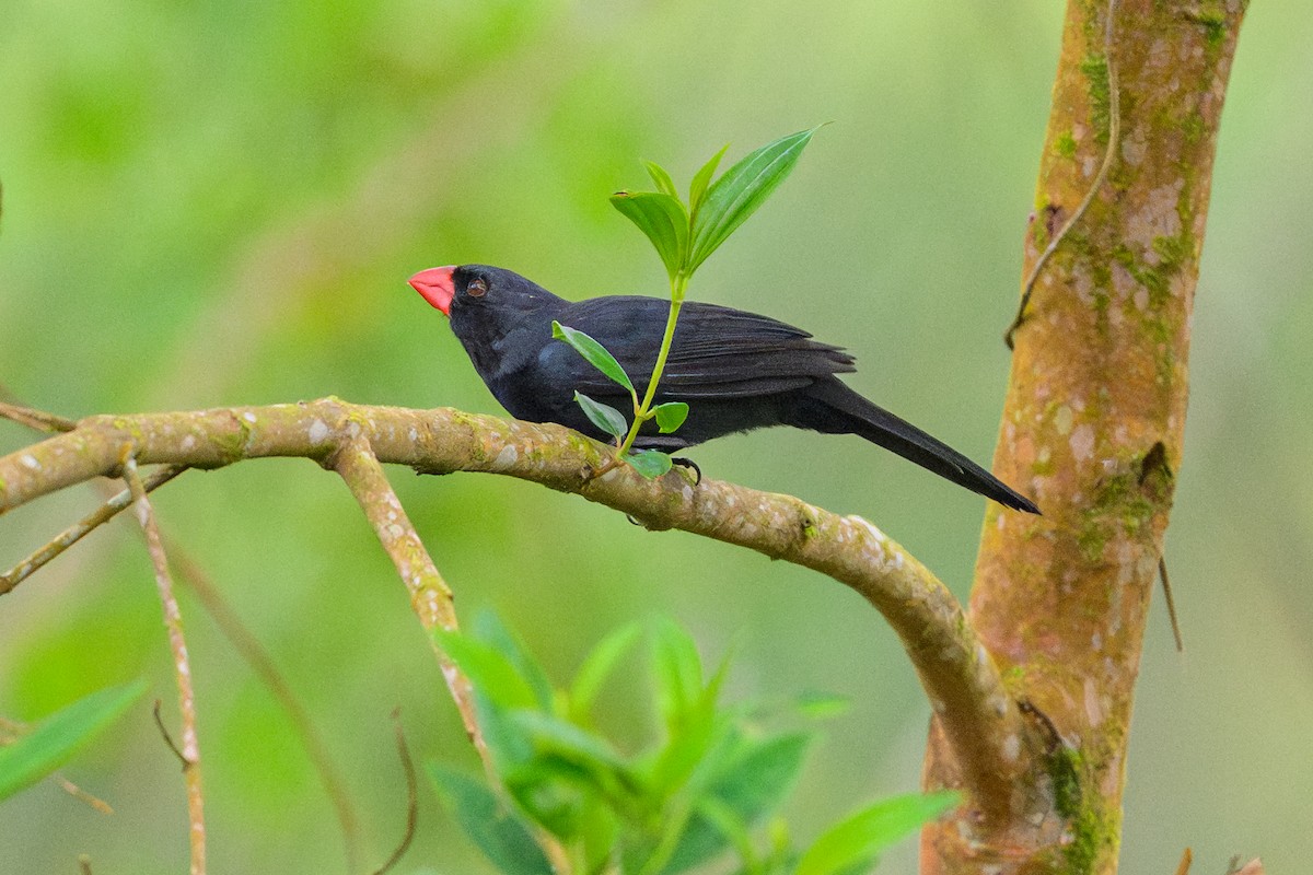 Black-throated Grosbeak - ML646840685