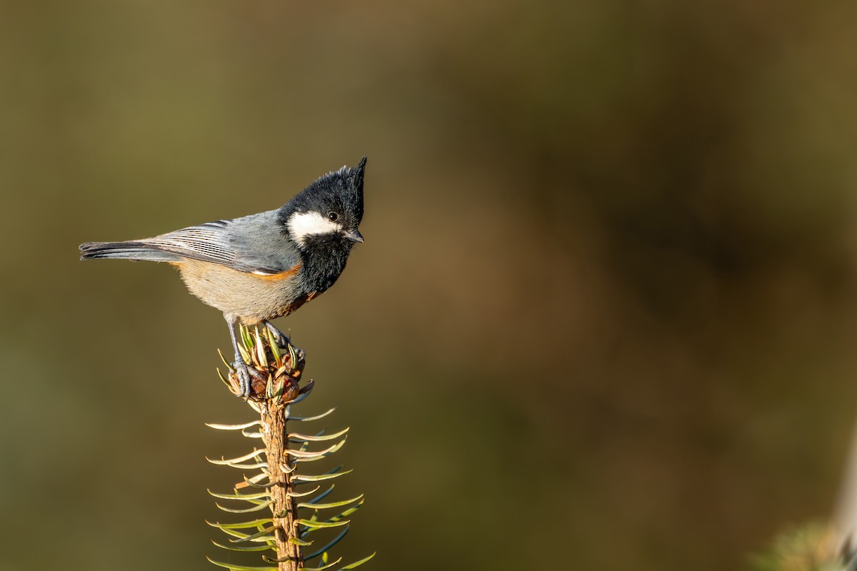 Rufous-vented Tit - ML646840687