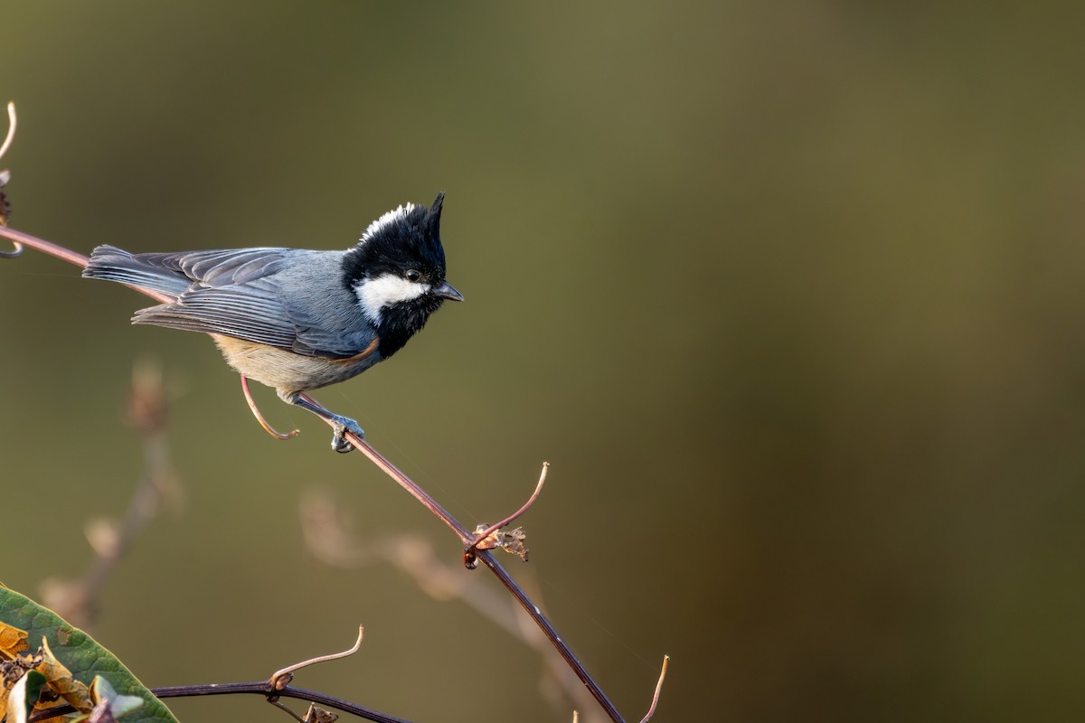 Rufous-vented Tit - ML646840688