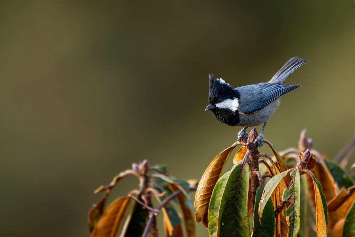 Rufous-vented Tit - ML646840689