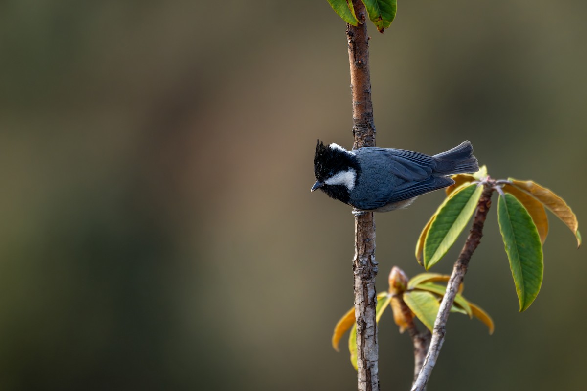Rufous-vented Tit - ML646840690