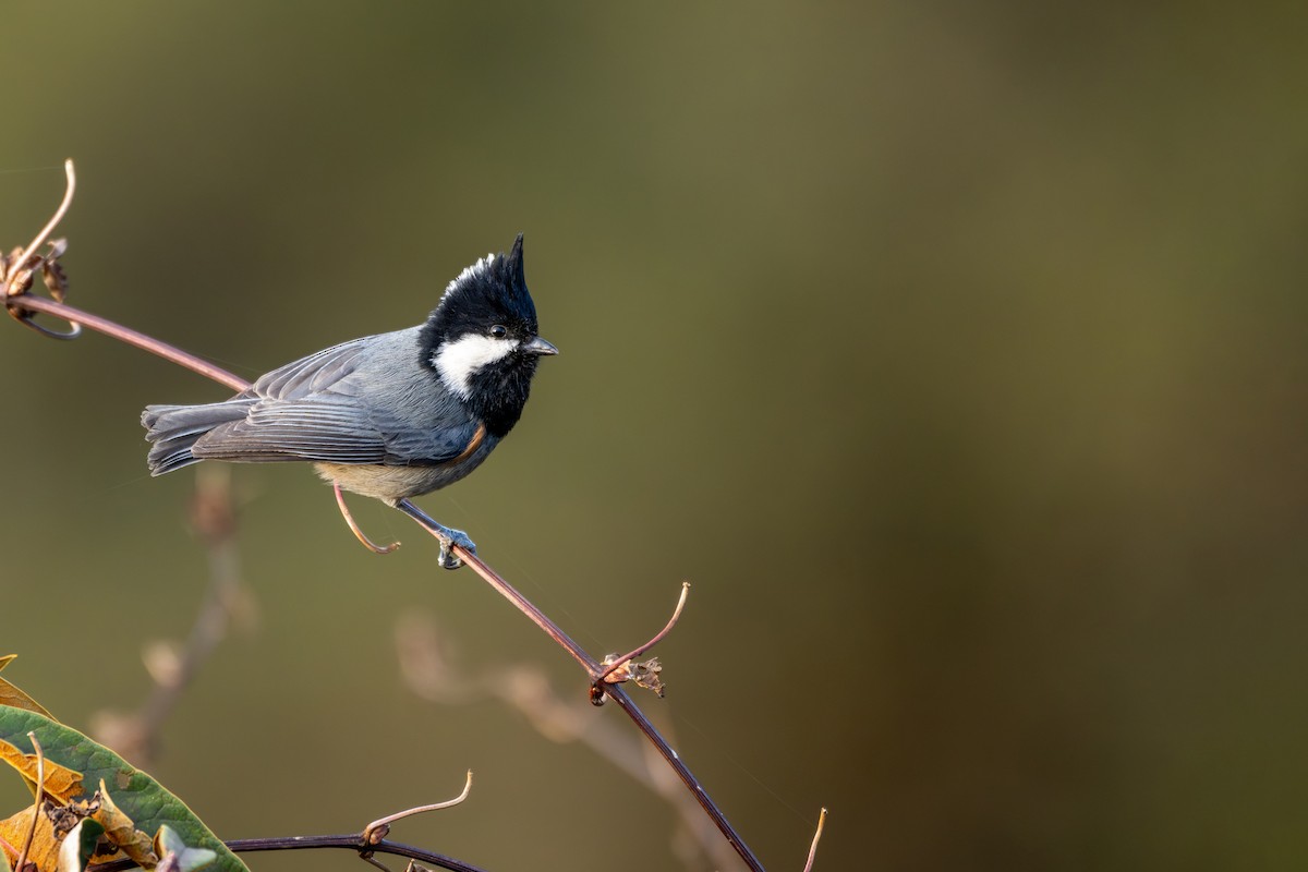 Rufous-vented Tit - ML646840691