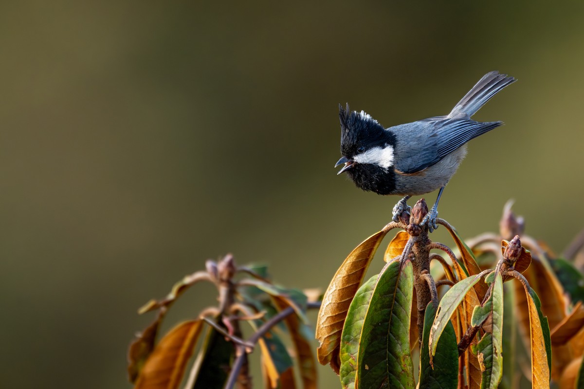 Rufous-vented Tit - ML646840692