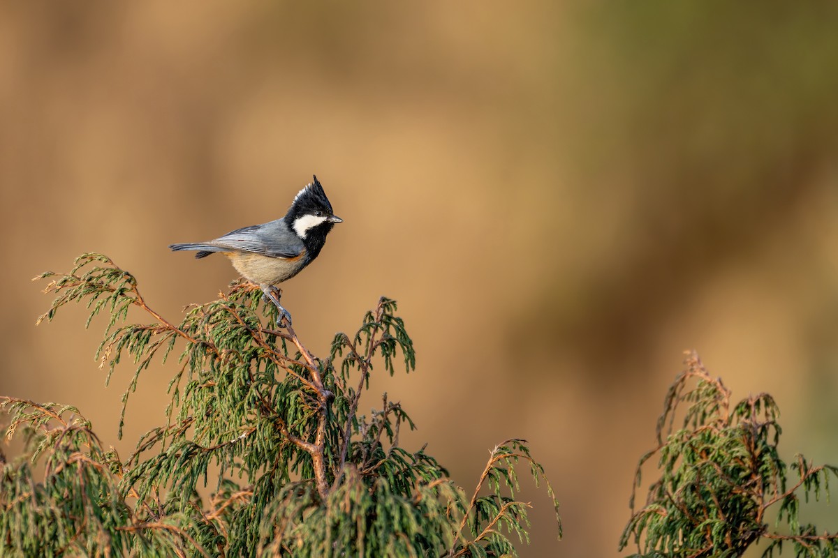 Rufous-vented Tit - ML646840693