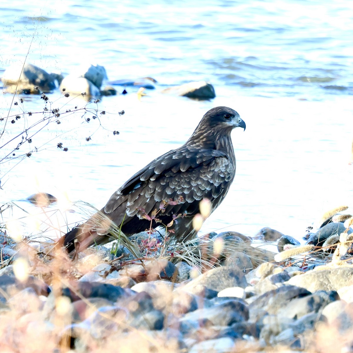 Black Kite - ML646840695