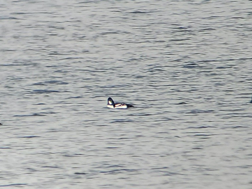 Spatelente - ML646840696